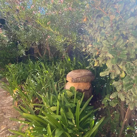 Orsa Sul Mare A Baja Sardinia